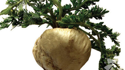 Kısırlık için mucizevi bitki 'maca'nın faydaları