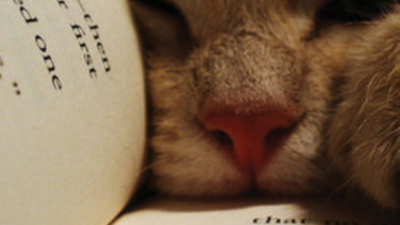 Kitap okuyan kediler