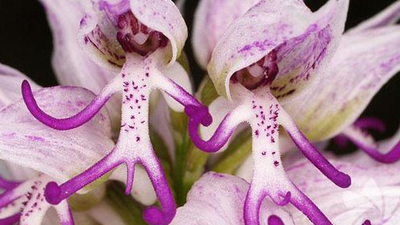 Bu çiçekler neye benziyor?