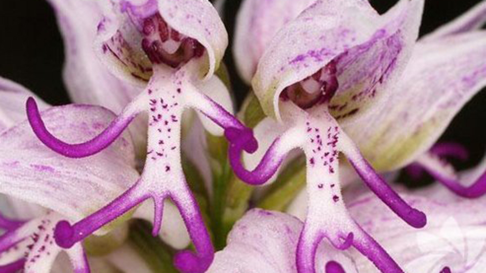 Bu çiçekler neye benziyor?