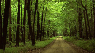 81'in 5'inde orman yok!