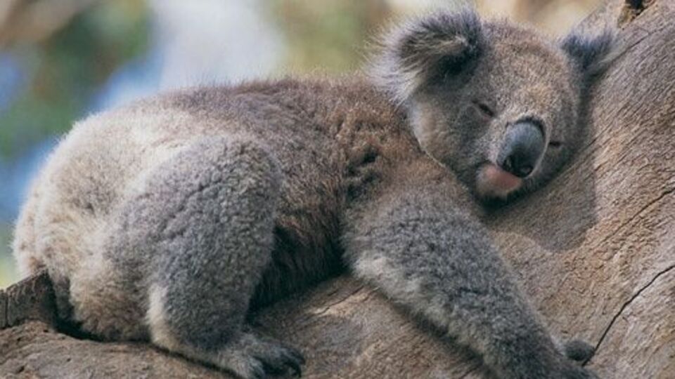Koalalar ağaçlara sarılıyor çünkü...