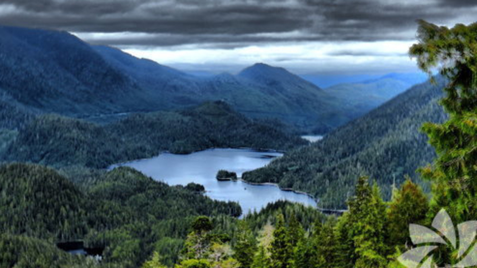 Yağmur ormanlarının bilinmeyen özellikleri