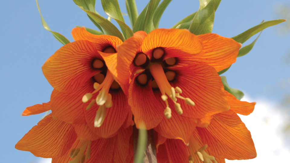 Endemik bitkiler ihmal mi ediliyor?