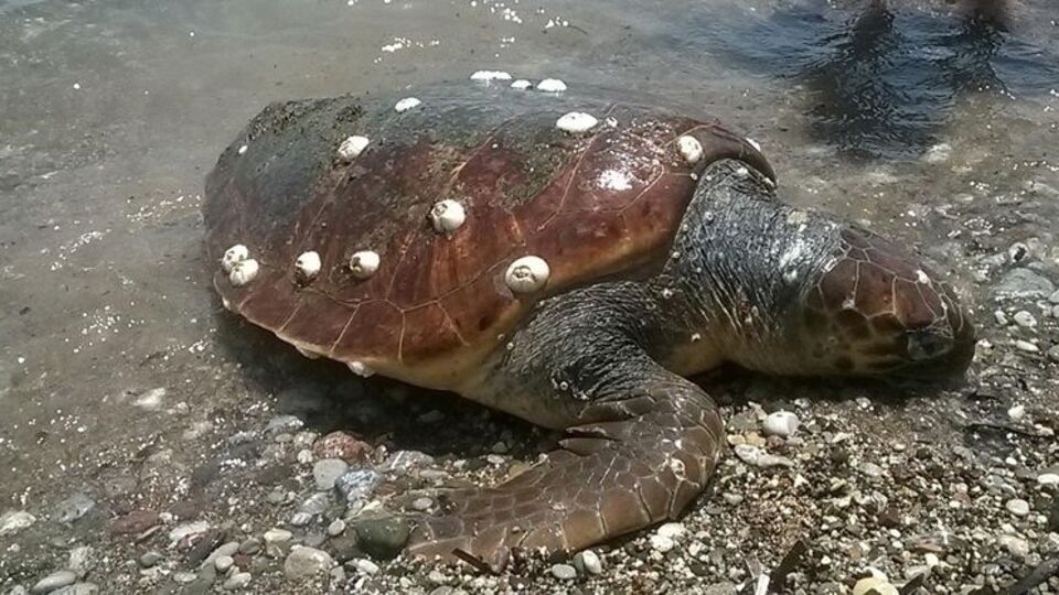Caretta carettalara işkence
