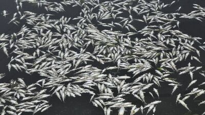 Balık ölümleri korkuttu