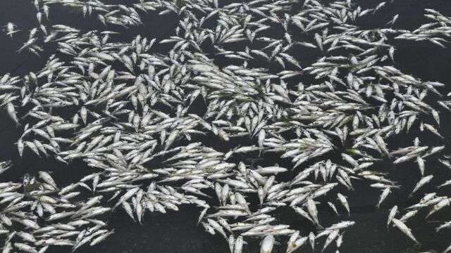 Gazipaşa'da çay'da balık ölümleri