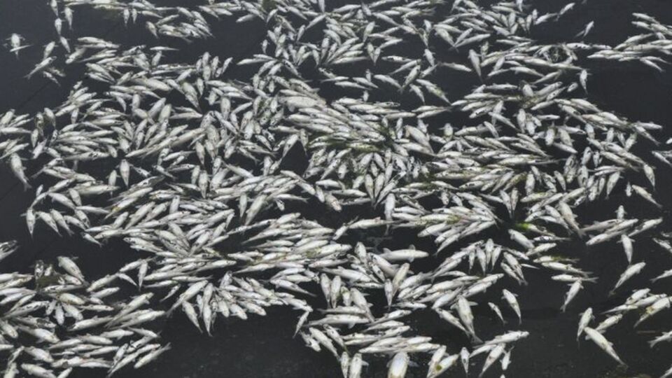 Balık ölümleri korkuttu