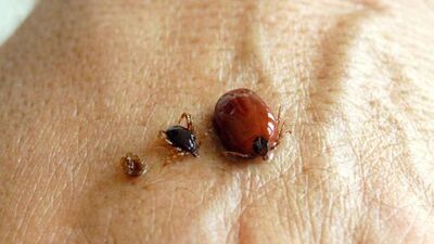 Dikkat! Kene en çok bu dönem görülüyor!