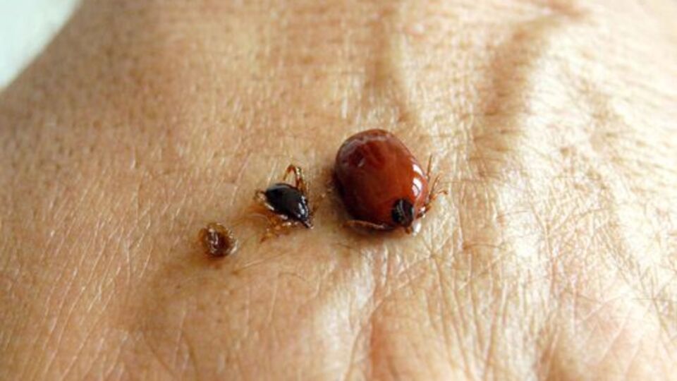 Dikkat! Kene en çok bu dönem görülüyor!