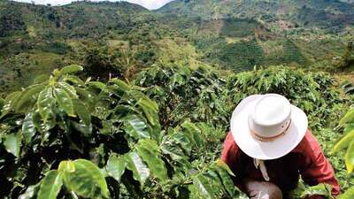 Kahve Küba'dan mı gelir?