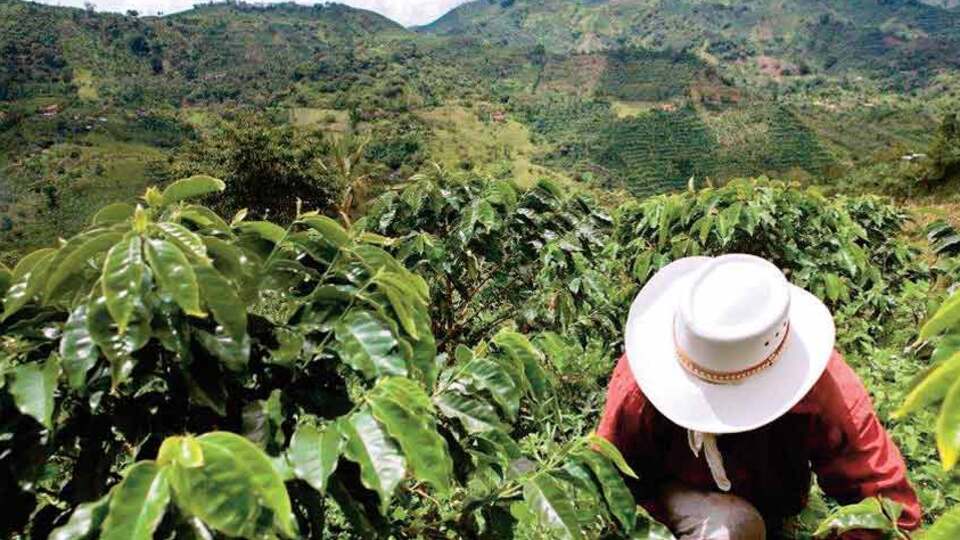 Kahve Küba'dan mı gelir?