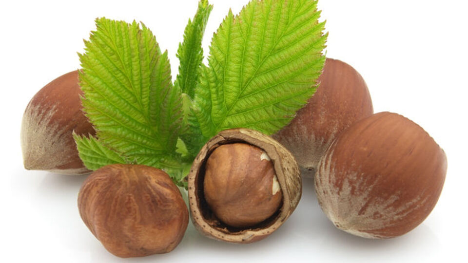 Bizim fındık çoktan satılmış!