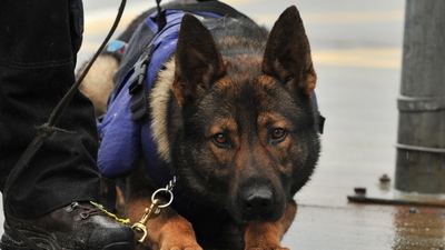 Çocuk pornosuna köpekli çözüm