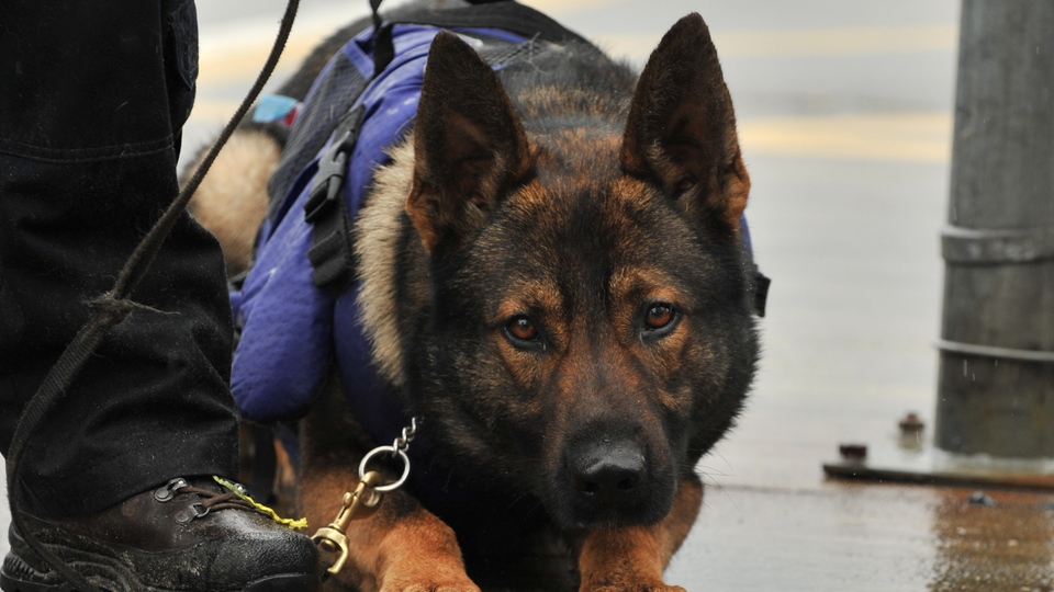 Çocuk pornosuna köpekli çözüm