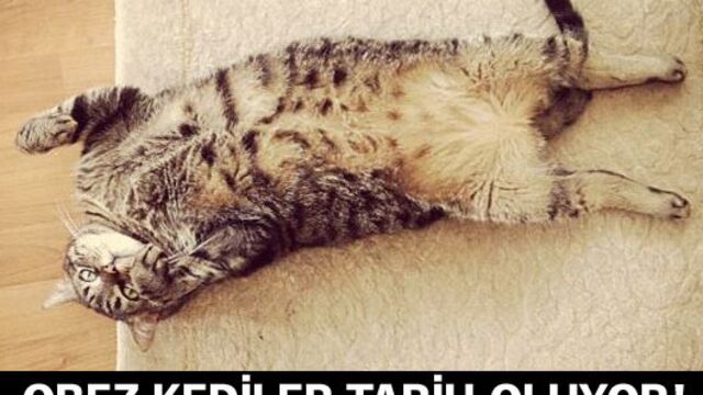 Obez kediler tarih oluyor