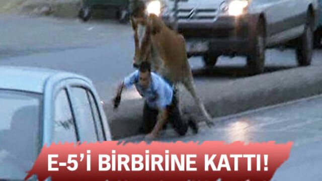 Polisin kaçak dana ile imtihanı!