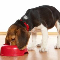 FDA: Hayvanlara çiğ mama yedirmeyin