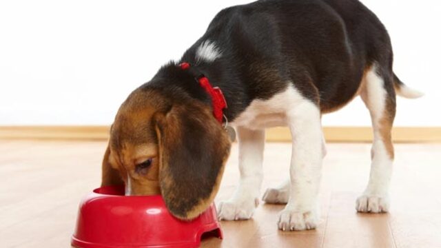 FDA: Hayvanlara çiğ mama yedirmeyin