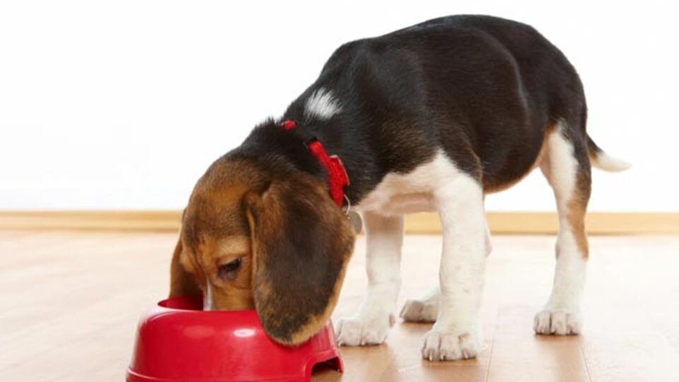 FDA: Hayvanlara çiğ mama yedirmeyin