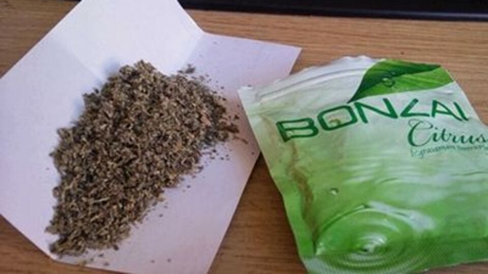 1 ayda 6 bin 'Bonzai' başvurusu!