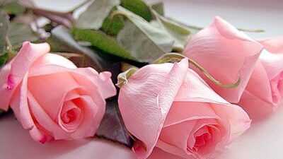 Gül kokusu hafızayı güçlendiriyor