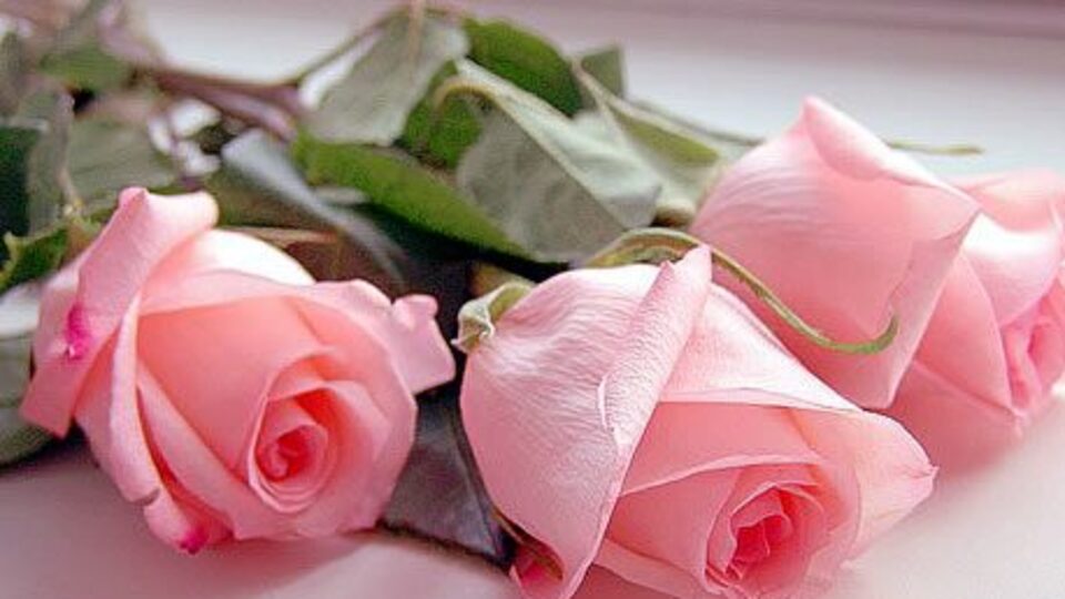 Gül kokusu hafızayı güçlendiriyor