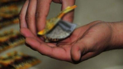 Bonzai ile ilgili korkunç gerçek!