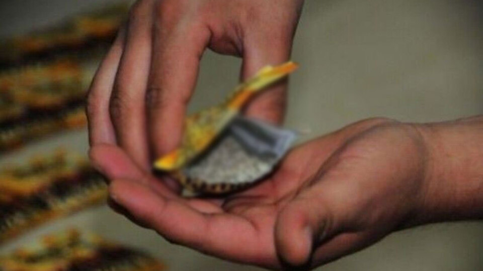 Bonzai ile ilgili korkunç gerçek!