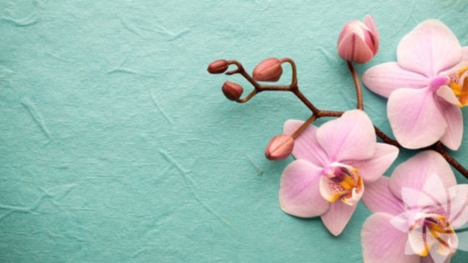 Orkide bakımı hakkında bilmedikleriniz