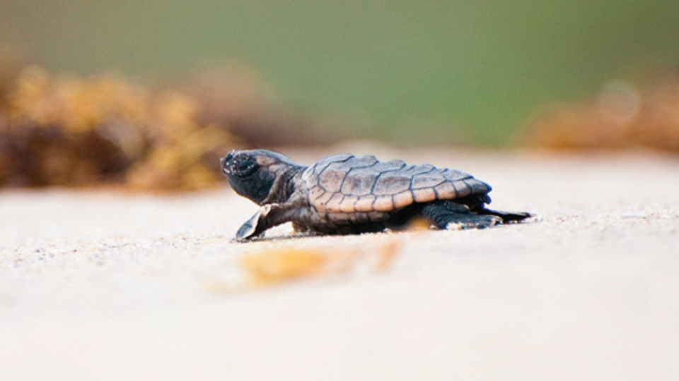 Minik caretta'ların izinde
