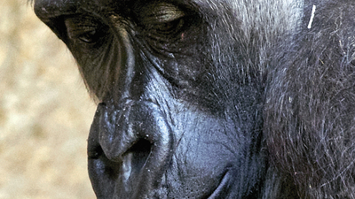 Maymunlar yas tutar mı?