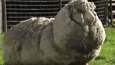 Firari koyun rekora koşuyor!