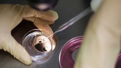 Yumurta üreten kök hücre bulundu