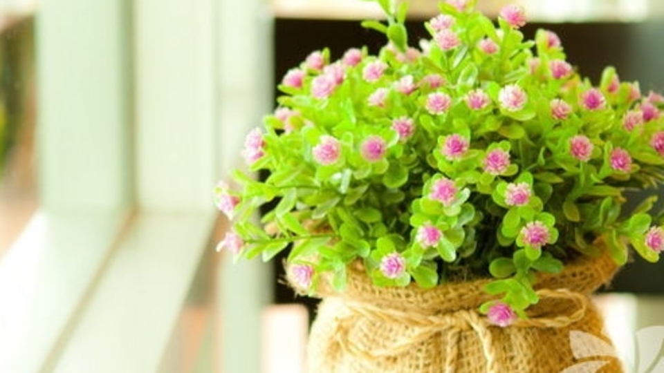 Evinize şans getiren çiçekler