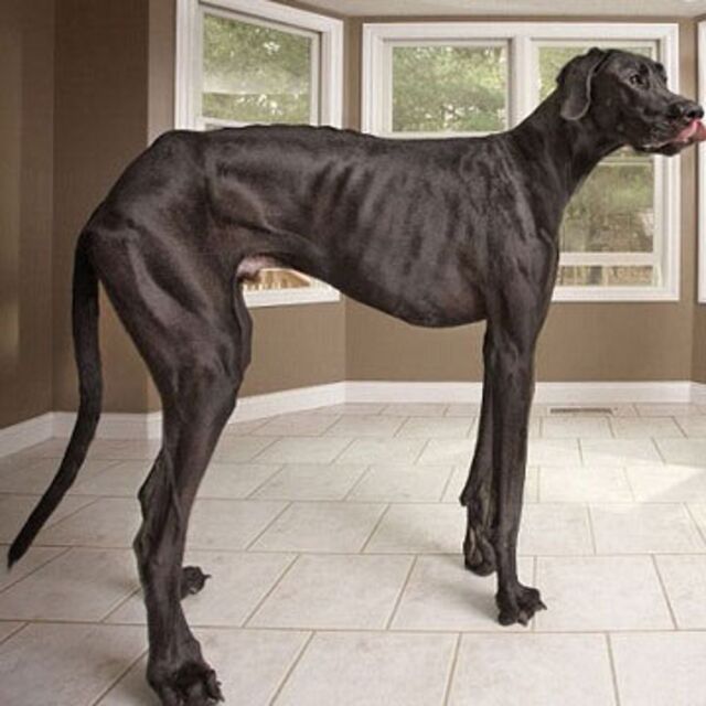 Dünyanın en uzun köpeği öldü