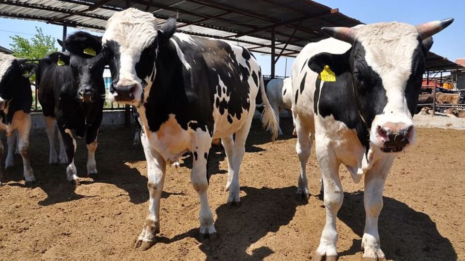 Kimler kurban kesebilir?