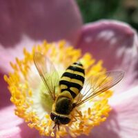 Bal arısı antibiyotiğe alternatif olacak