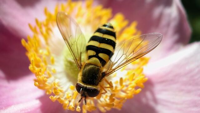 Bal arısı antibiyotiğe alternatif olacak