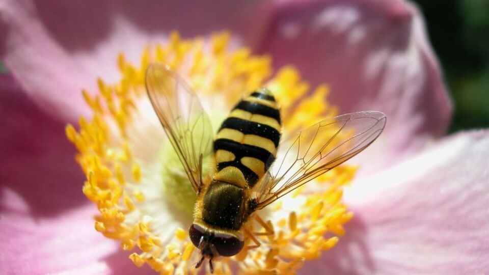 Bal arısı antibiyotiğe alternatif olacak