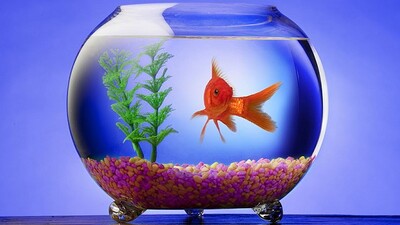 Balığa beyin ameliyatı!