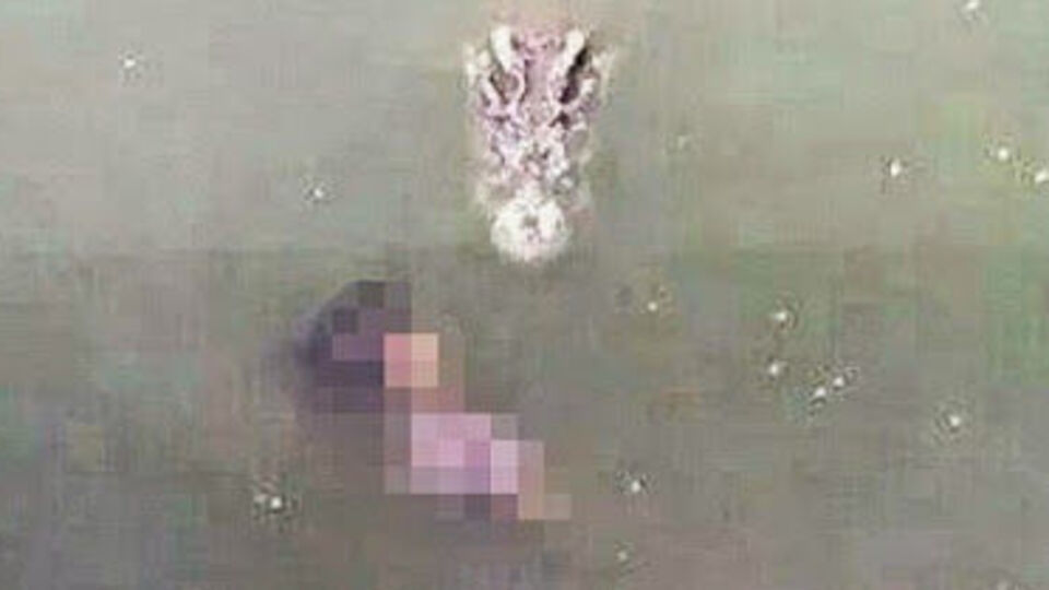 Timsah dolu havuza atlayarak intihar etti!