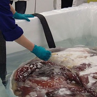 Dev yaratığın sırrı çözülemedi