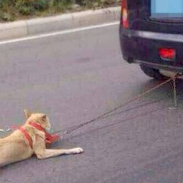 Çin'de köpeğe işkence eden cani yakalandı