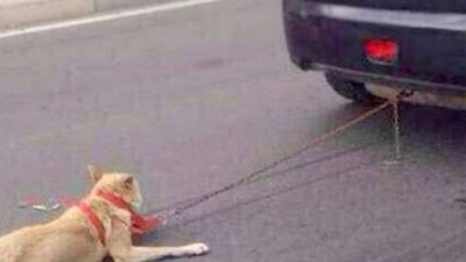 Çin'de köpeğe işkence eden cani yakalandı
