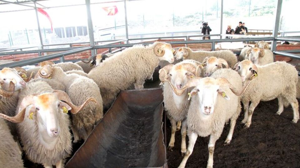 Kilis Müftüsü: Kaçak hayvanlar kurban sayılmaz
