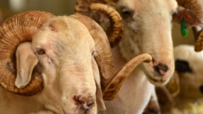 Kurban Bayramı ile ilgili bilmeniz gereken her şey!