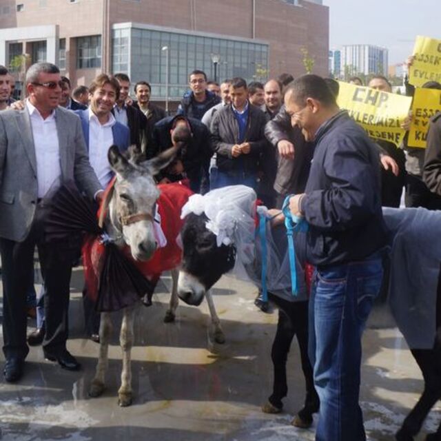 CHP binası önünde eşekleri evlendirdiler!