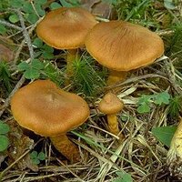 Zehirli mantarlara dikkat!