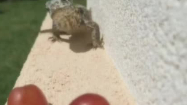 Kertenkelenin üzüm keyfi